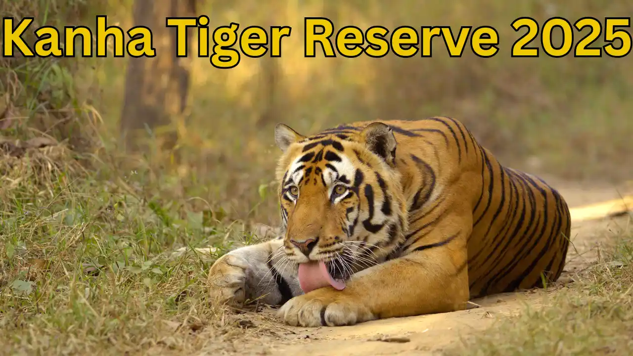Kanha Tiger Reserve 2025